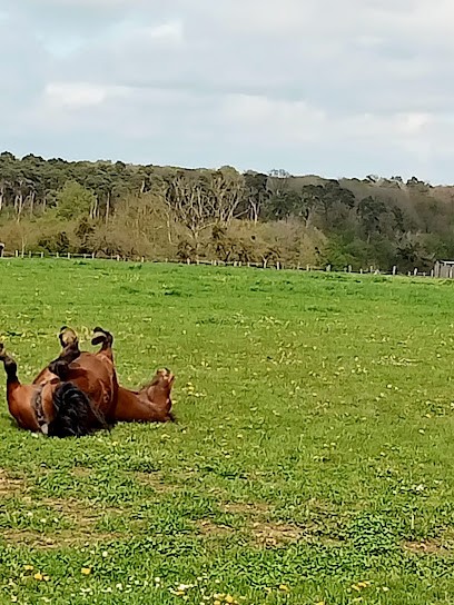 Les Ecuries D'infreville, Centre Equestres à Grand Bourgtheroulde