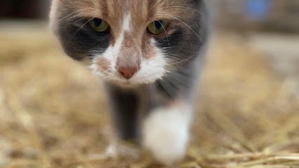 Les Ecuries La Lawe, Centre Equestres à La Couture