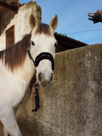 CLUB HIPPIQUE LE CENTAURE, Centre Equestres à Saint-Paul-Trois-Châteaux