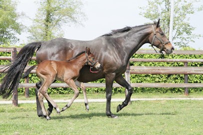 Haras Des Hautes Mottes, Pension pour Chevaux à Saint-Denis-d'Anjou