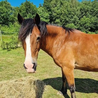Esprit Libre Équin, Pension pour Chevaux à Château-Chervix
