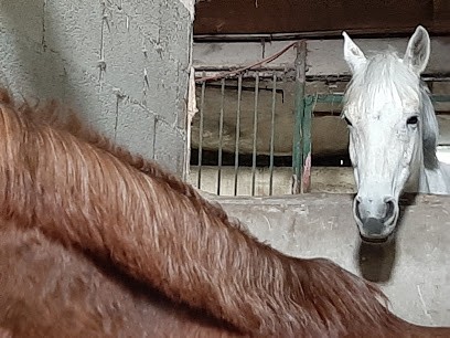 PONEY CLUB DU GUERRUS, Centre Equestres à La Forest-Landerneau