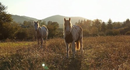 Elevage Du Paugnazet, Pension pour Chevaux à Charbonnières-les-Varennes