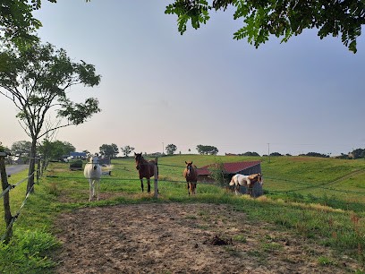 Terra-Lartigua Pension pour Chevaux, Pension pour Chevaux à Lartigue