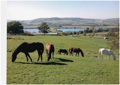 Pension de Chevaux - Ecurie Active - Ferme Des Pinchenottes, Pension pour Chevaux à Vittonville