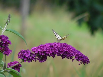 Ferme D'animation Et Pension équestre Ti Kaz Provençale, Pension pour Chevaux à Saint-Gaudens