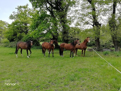 Élevage de Kervenic, Pension pour Chevaux à Saint-Jean-Brévelay