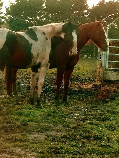 Les Ecuries De Breteuil, Pension pour Chevaux à Médan