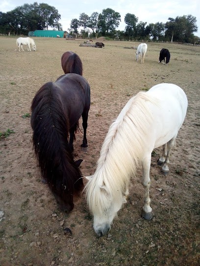 LA ROTOURELLE, Centre Equestres à Putanges-le-Lac