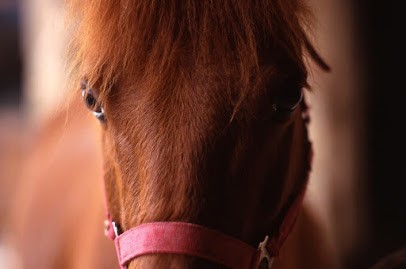 Centre Equestre La Cavalcade, Centre Equestres à Saint-Vérand