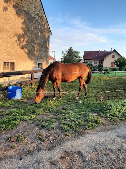 La Petite Écurie, Centre Equestres à Goerlingen