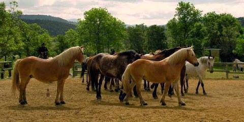 Centre d'équitation éthologique de la Beaume, Centre Equestres à Solignac-sur-Loire