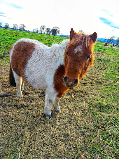 Ecurie des dards, Pension pour Chevaux à Vivans