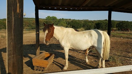 Les Ecuries Du Banassou, Centre Equestres à Sauve