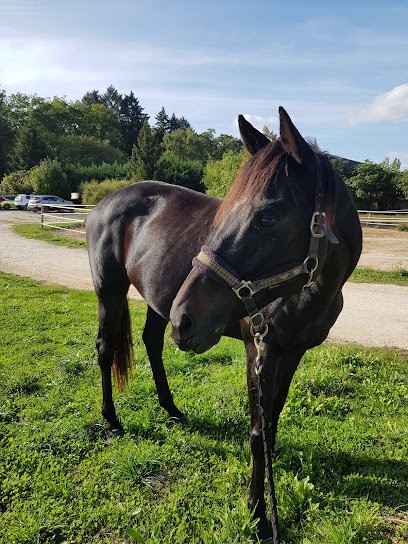 Les écuries de Villaire, Centre Equestres à Saint-Denis-de-Palin