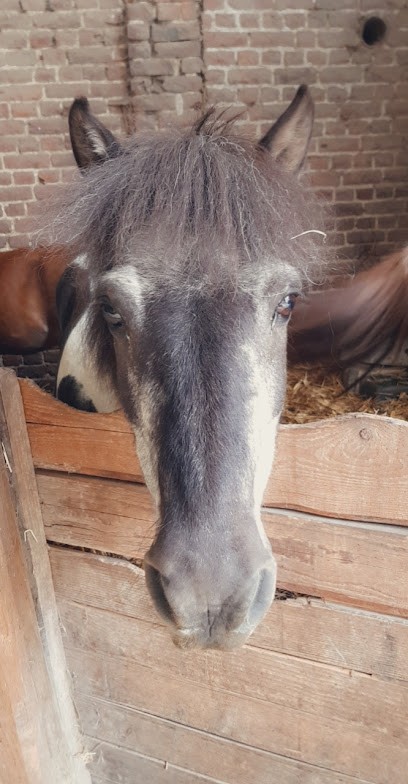 CRTE EQUESTRE ET PONEY CLUB DE L ESCAUT, Centre Equestres à Maing