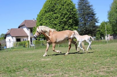 Haras du Nebouzan, Pension pour Chevaux à Lannemezan