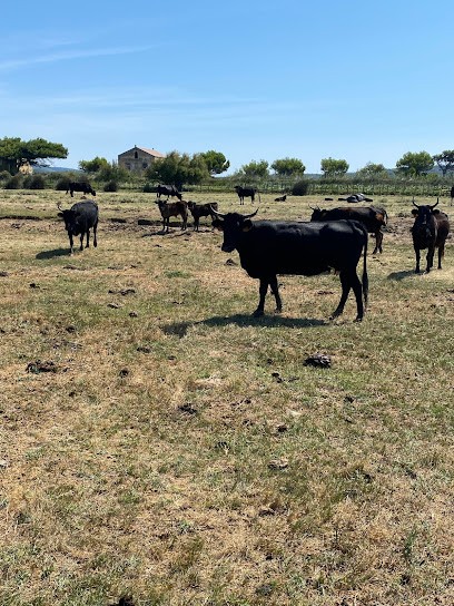 Manade Tournebelle, Centre Equestres à Narbonne