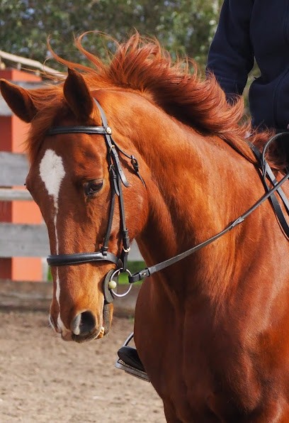Les Ecuries Vaillant, Centre Equestres à Eclassan
