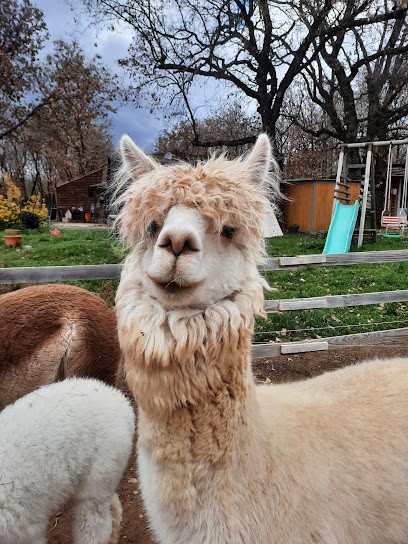 LES ECURIES D EDORAS, Centre Equestres à Tourves