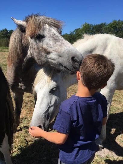 Pégase Harmony, Logements Insolites Et Structure Équestre, Centre Equestres à Arengosse