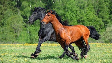 Démarque Christiane, Centre Equestres à Labarthe