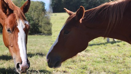 Ecurie De La Roche Volvic, Pension pour Chevaux à Volvic