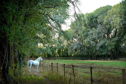 Elevage de Biar, Pension pour Chevaux à Lavérune