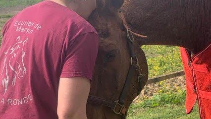 Écurie de Marsin, Pension pour Chevaux à Céré-la-Ronde