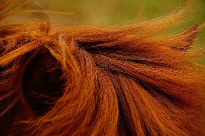 Equestrian Center Regional Du Val De Loire, Centre Equestres à Sainte-Luce-sur-Loire