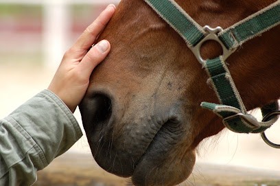 Les Ecuries De Rossinante, Pension pour Chevaux à Chalain-le-Comtal