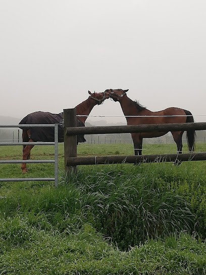 Domaine le petit coudreau, Pension pour Chevaux à La Jaille-Yvon