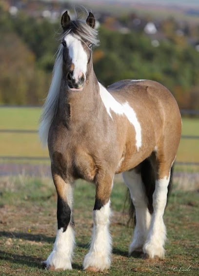 Les ecuries de Manissol, Pension pour Chevaux à Saint-Christo-en-Jarez