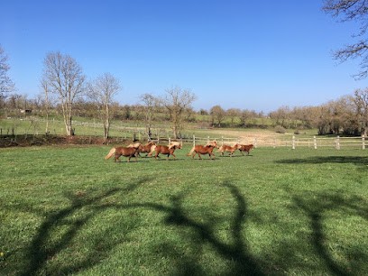 Shetland De Garrigous - Poneys Shetlands, Centre Equestres à Flavin