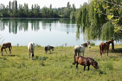 Centre équestre, Parcours Mountain Trail ,Barrel Racing Et Pole Bending, Cours D'équitation, Balade, Randonnée., Centre Equestres à Salles-sur-Garonne