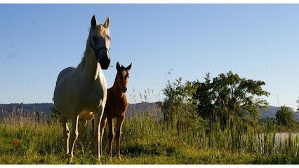 Les Ecuries D'aurabelle, Centre Equestres à Gréoux-les-Bains