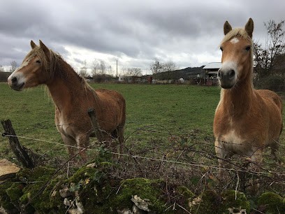 Ferme équestre De Juilly L'échenault, Pension pour Chevaux à Arconcey