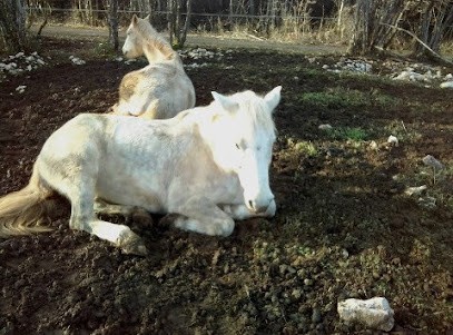 ELEVAGE DU GUE, Centre Equestres à Montrond-le-Château