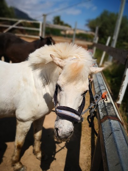 Equestrian Center D'ollioules, Centre Equestres à Ollioules