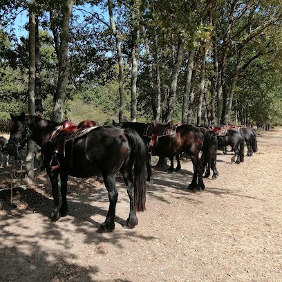 Area Dilki, Centre Equestres à Moussac