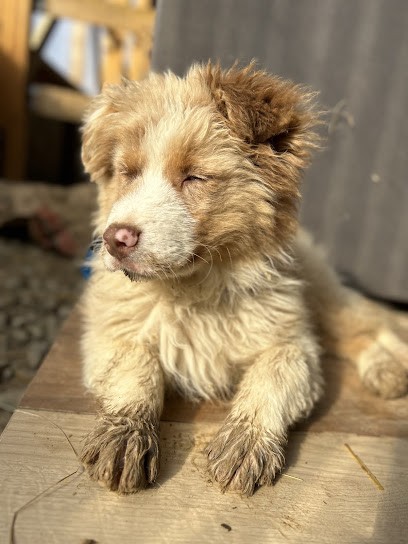 Écurie Des Trez Mpjump, Centre Equestres à Mesnil-en-Ouche