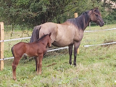 A Tous Crins, Centre Equestres à Saux-et-Pomarède