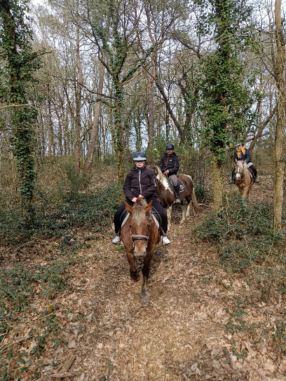 Brocéliande Randonnée A Cheval Centre Équestre à Tréhorenteuc