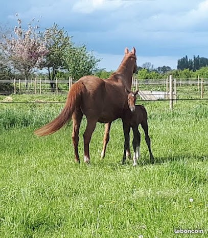 Les Ecuries de la Rose, Centre Equestres à Nortkerque