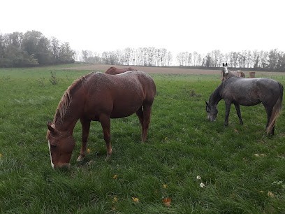Ecuries des Marais EARL, Pension pour Chevaux à Étrépilly
