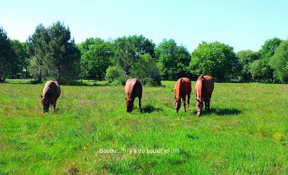 LES ECURIES DE PEYRAMONT PENSION CHEVAUX, Pension pour Chevaux à Saint-Laurent-Médoc