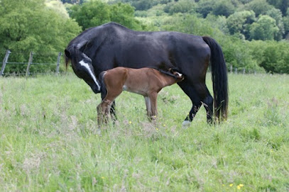 Fohlen- Und Pferdeweide Albisser - Pâturage Pour Poulains Et Chevaux Pension Pour Chevaux à l' Hôpital-Saint-Lieffroy