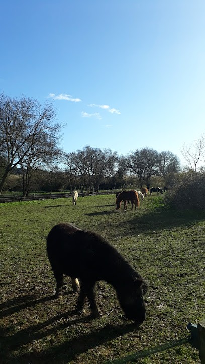 Poney Club Le Rouget, Centre Equestres à Paradou