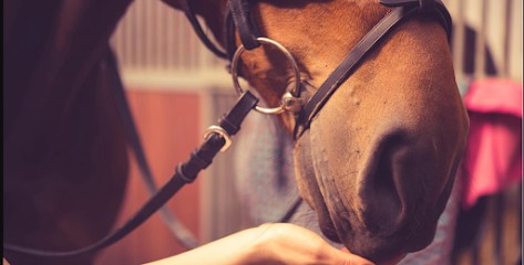 EQUIT'A COMMELLE, Centre Equestres à Arzay