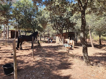L'écurie Des Chênes, Pension pour Chevaux à Argelliers